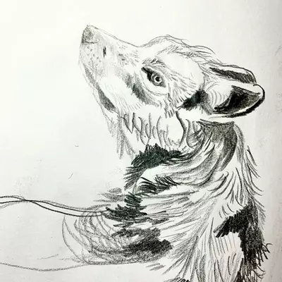 pencil drawing of a wolf 